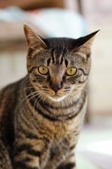 Fototapeta premium キジトラ子猫