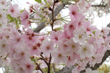 染井吉野の満開