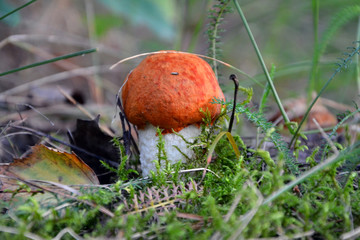 mushroom in the forest