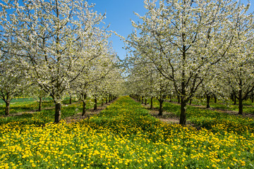 Fototapeta premium Frühling