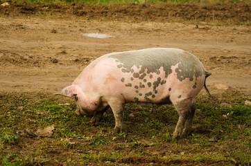 pink pig outdoor, animals closeup