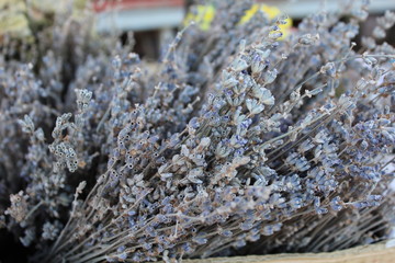 Close up of dry lavender flowers 