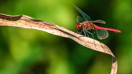 Macro of a beautiful dragonfly on a branch