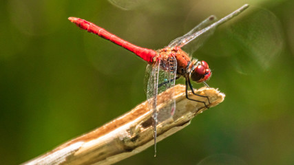 Macro of a beautiful dragonfly on a branch