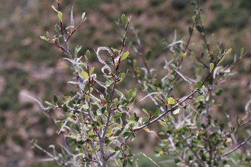 Mountain Mahogany shrub in Mesa Verde National Park