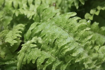  Background texture of green fern with drops of water