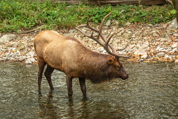 Naklejka na ściany i meble Male Elk Swimming in Oconaluftee River