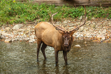 Male Elk Looking At You