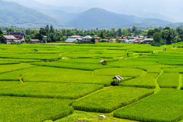 Beautiful rice fields in Thailand.