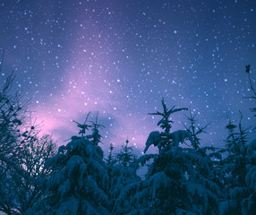 Christmas background with snow covered trees and stars sky.