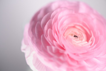 Buttercup pink petals