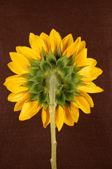 Back of Yellow Sunflower