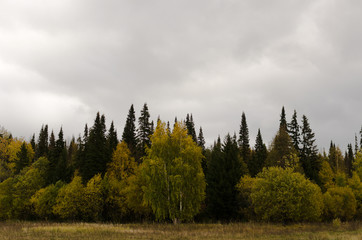 Fototapeta premium yellowed trees in the fall