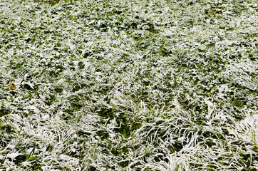First snow on grass in autumn