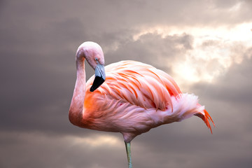 American Flamingo. The American flamingo (Phoenicopterus ruber) is a large species of flamingo also known as the Caribbean flamingo