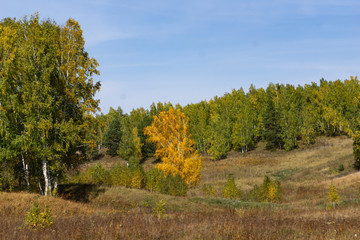 Golden birches nature autumn landscape