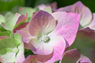 Naklejka premium Beautiful floral background.