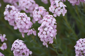 purple flowers in the garden