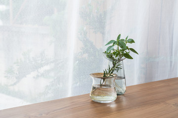 Fragrant herbs in glass vases post on wooden table,copy space, modern elegance home decor.