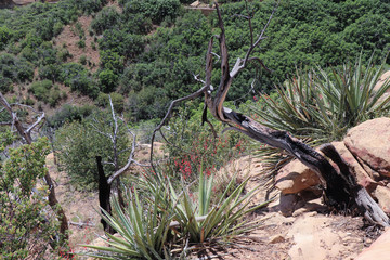 Yucca and gnarled branch in Mesa Verde National Park