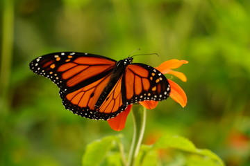 Fototapeta na wymiar Monarch Butterfly Sitting on a Flower - Danaus Plexippus