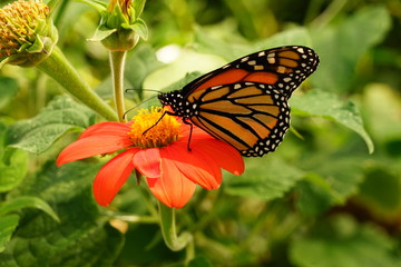 Monarch Butterfly Sitting on a Flower - Danaus Plexippus