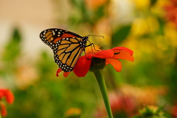 Monarch Butterfly Sitting on a Flower - Danaus Plexippus