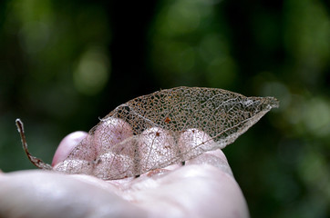  dry leaf of a tree in the palm