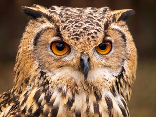 great horned owl
