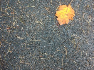 Autumn grey backround with orange leaf and yellow larch needles