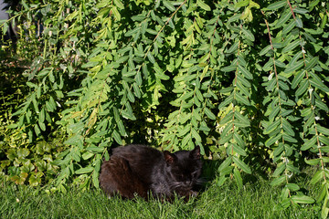 Obraz na płótnie Canvas the black cat sleeps on the lawn under dense branches on a sunny day