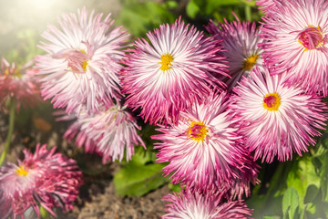 White-pink daisy flowers close-up.