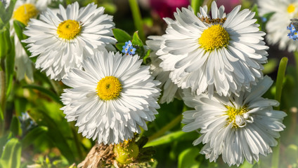 White daisy flowers close-up.