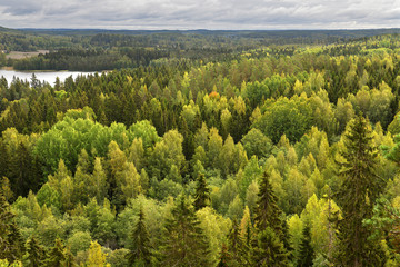 Aulanko forest park, Hameenlinna, Finland. View from Aulangonvuori Hill. Endless forests