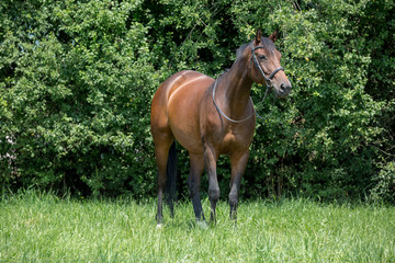 Fototapeta premium Schönes braunes Pferd in der Natur