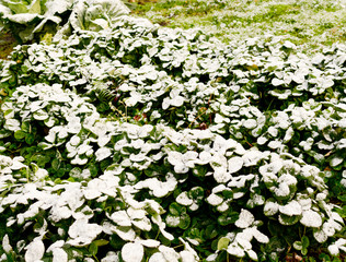 first snow on strawberry bushes