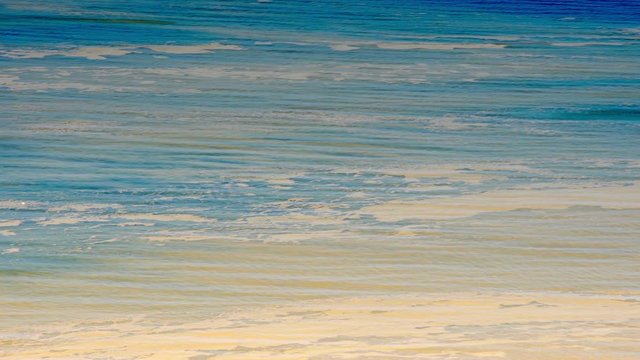 Toxic Cyanobacteria Bloom On Ocean Surface