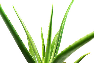Obraz premium Aloe Vera leaf closeup on white background.