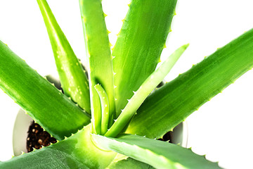 Aloe Vera leaf closeup on white background.