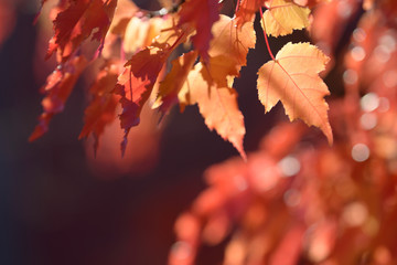 Beautiful colorful leaves in autumn forest. Red, orange, yellow, green and brown autumn leaves. Bush and tree foliage. Seasonal background.