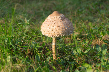 Motley umbrella mushroom grows among grass in summer