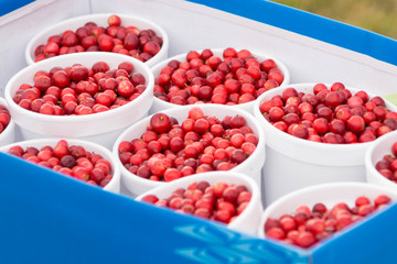 Cranberry-filled plastic glasses stand in a cardboard box for sale
