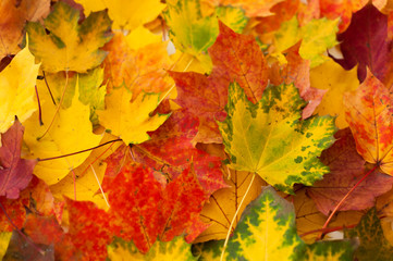 Vibrant colors of autumn. Background from scattered colorful maple leaves. Concept of seasonal decoration.