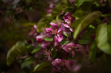 up close pink flowers on green background
