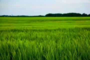 Green grass blowing in wind