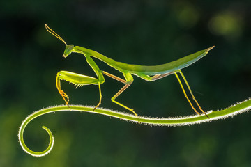 praying mantis on a green background - obrazy, fototapety, plakaty