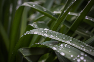 up close dew drops on green leaves 