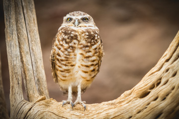 spotted brown owl on branch