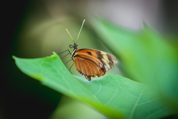light brown butterfly on a leaf 