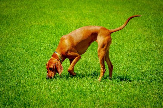 Redbone Coonhound in green field